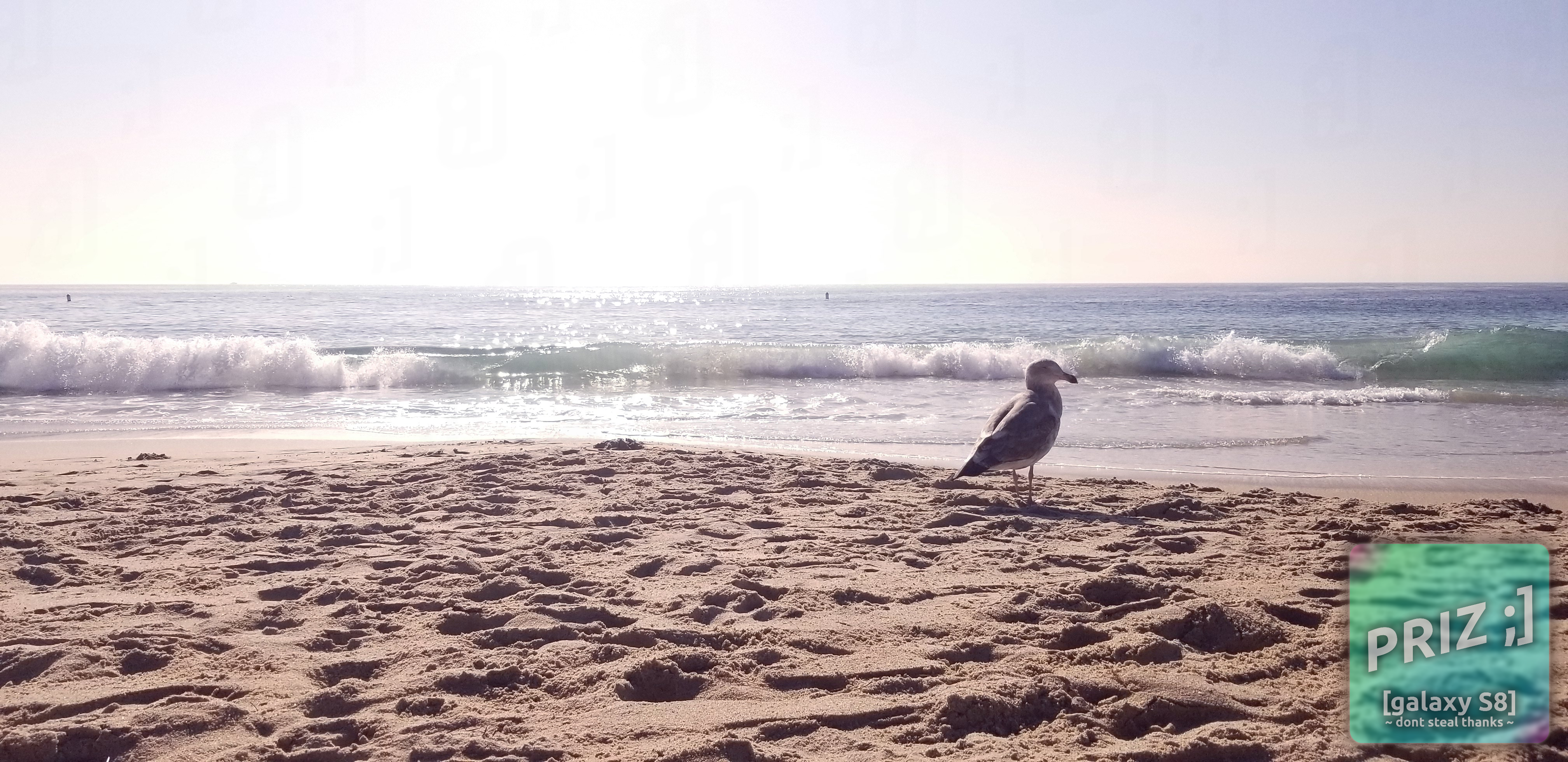 birb1.webp birb1.webp