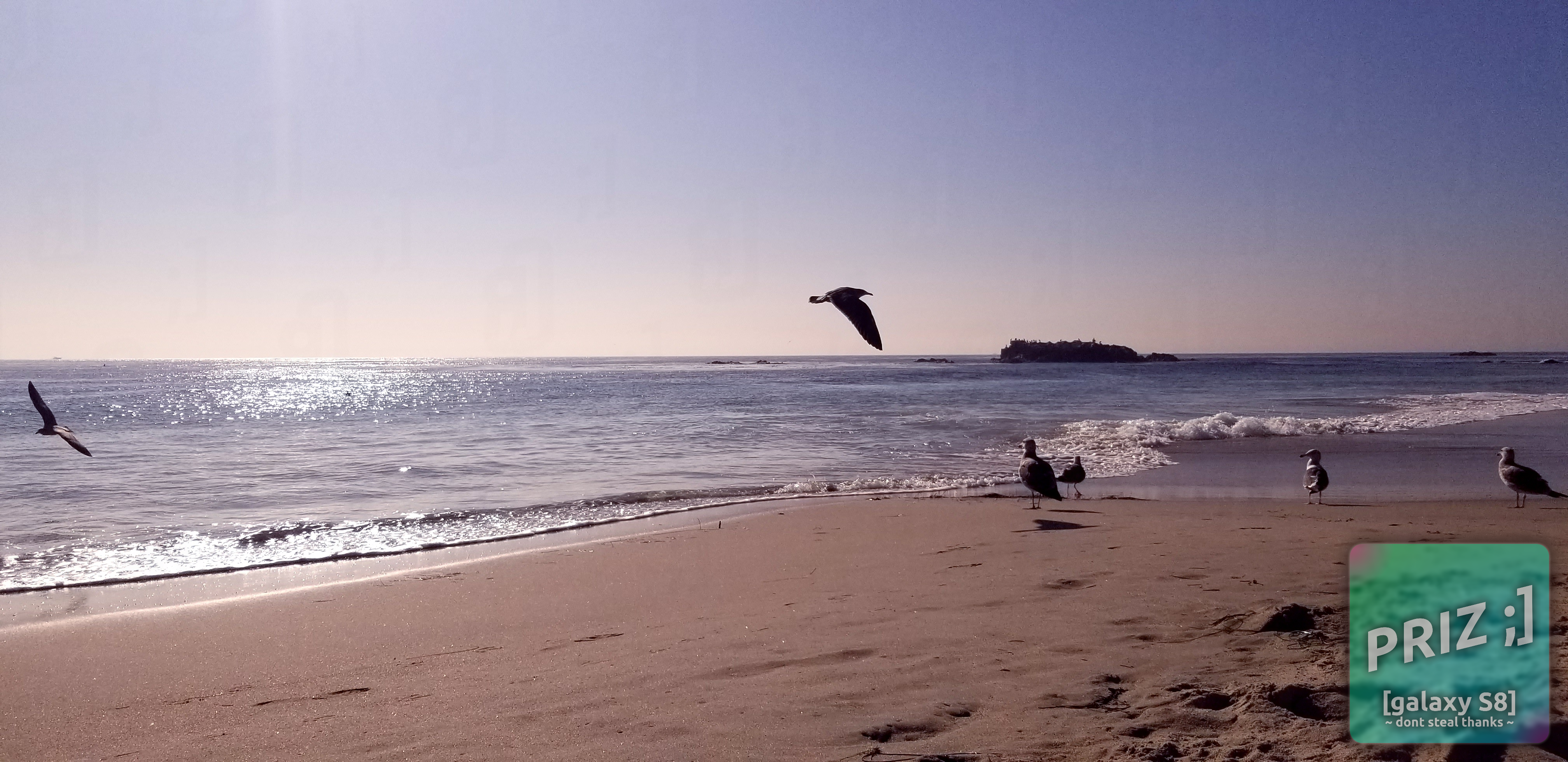 birb1.webp birb3.webp