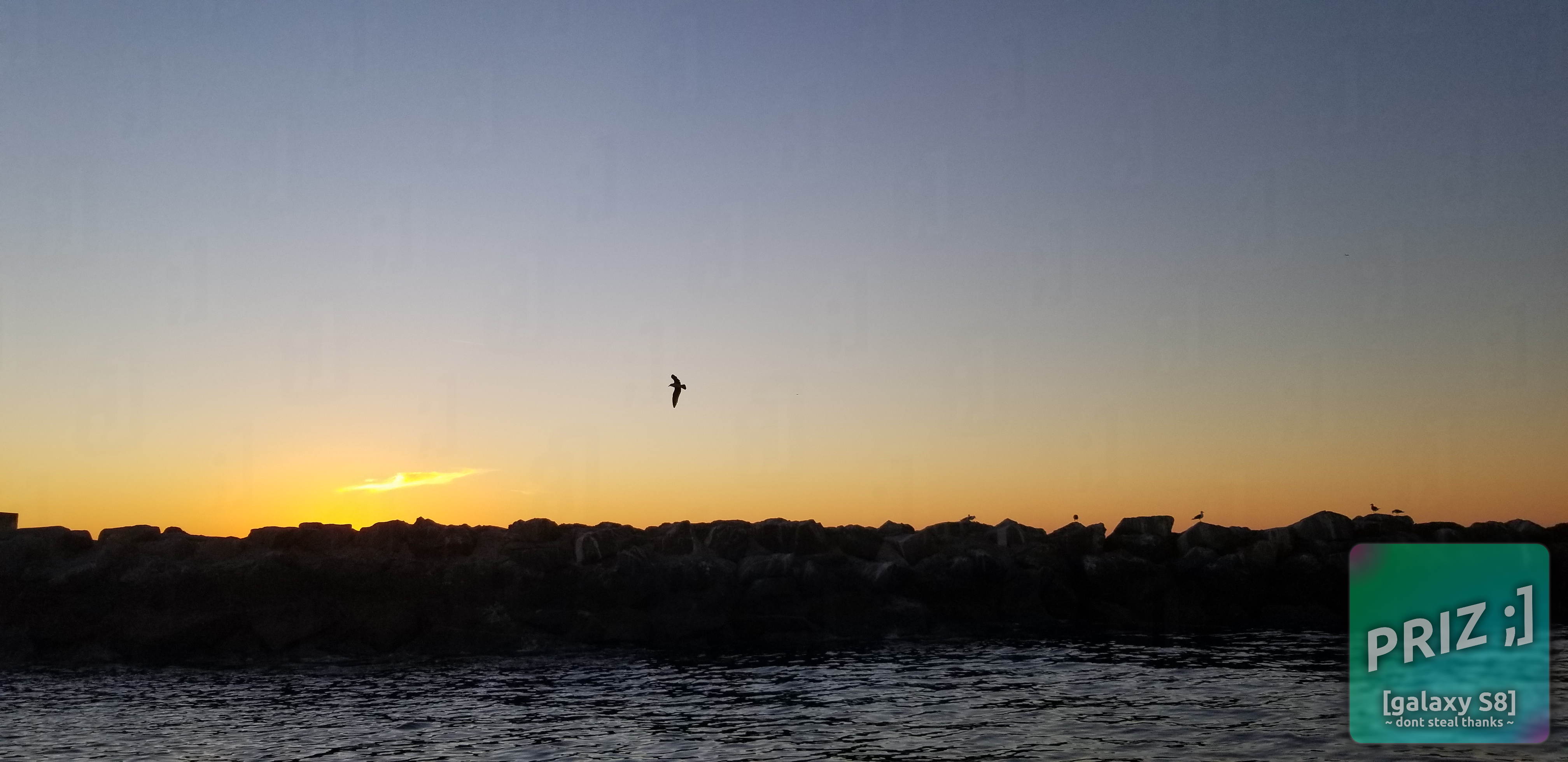 birb1.webp sky_and_birb.webp