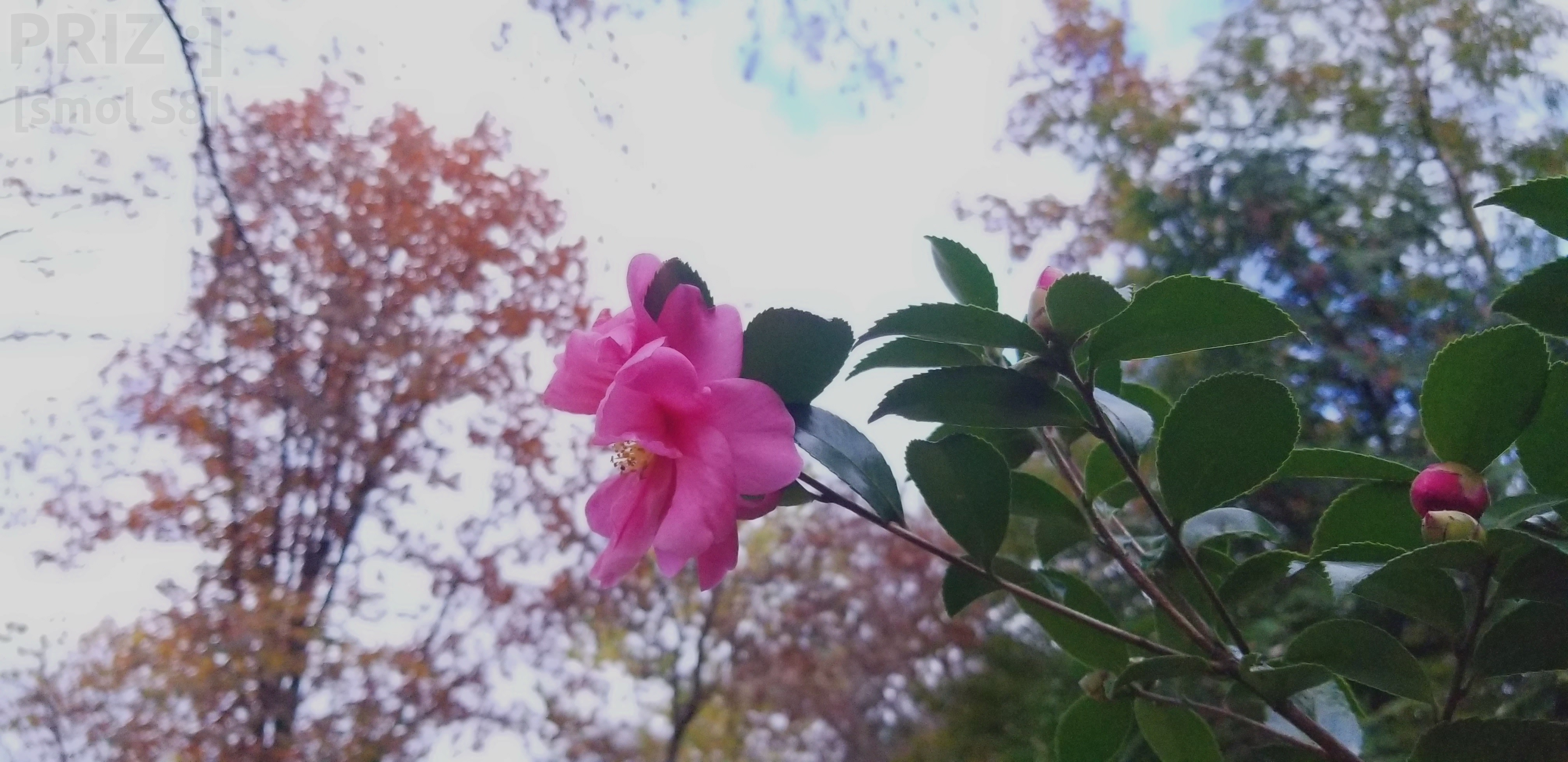 flower-silhouette-2.webp flower-silhouette-2.webp