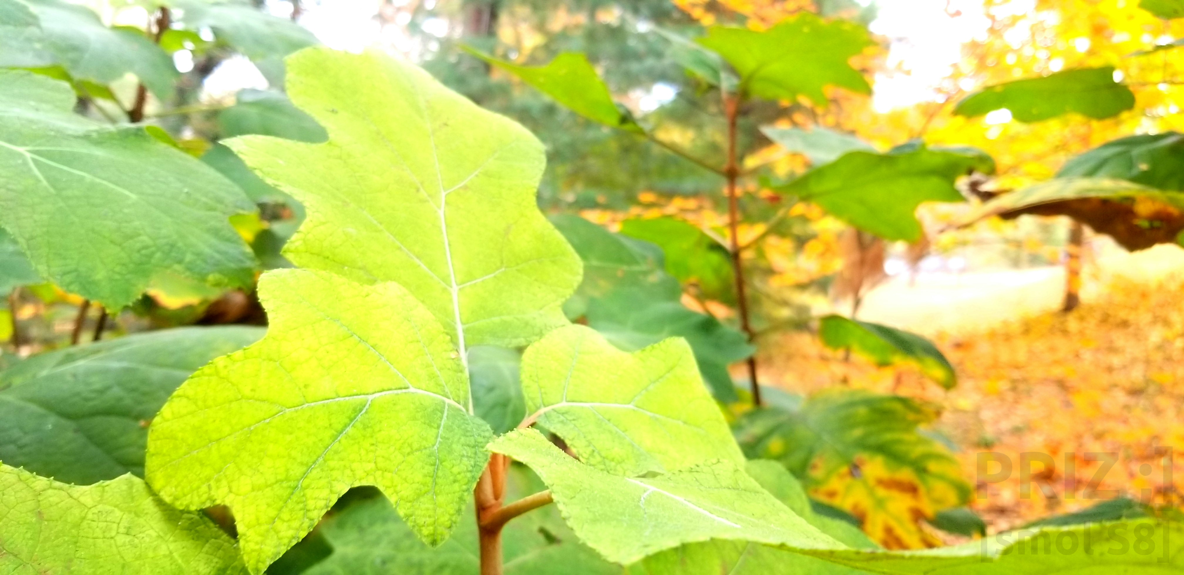 funky-green-leaf.webp funky-green-leaf.webp