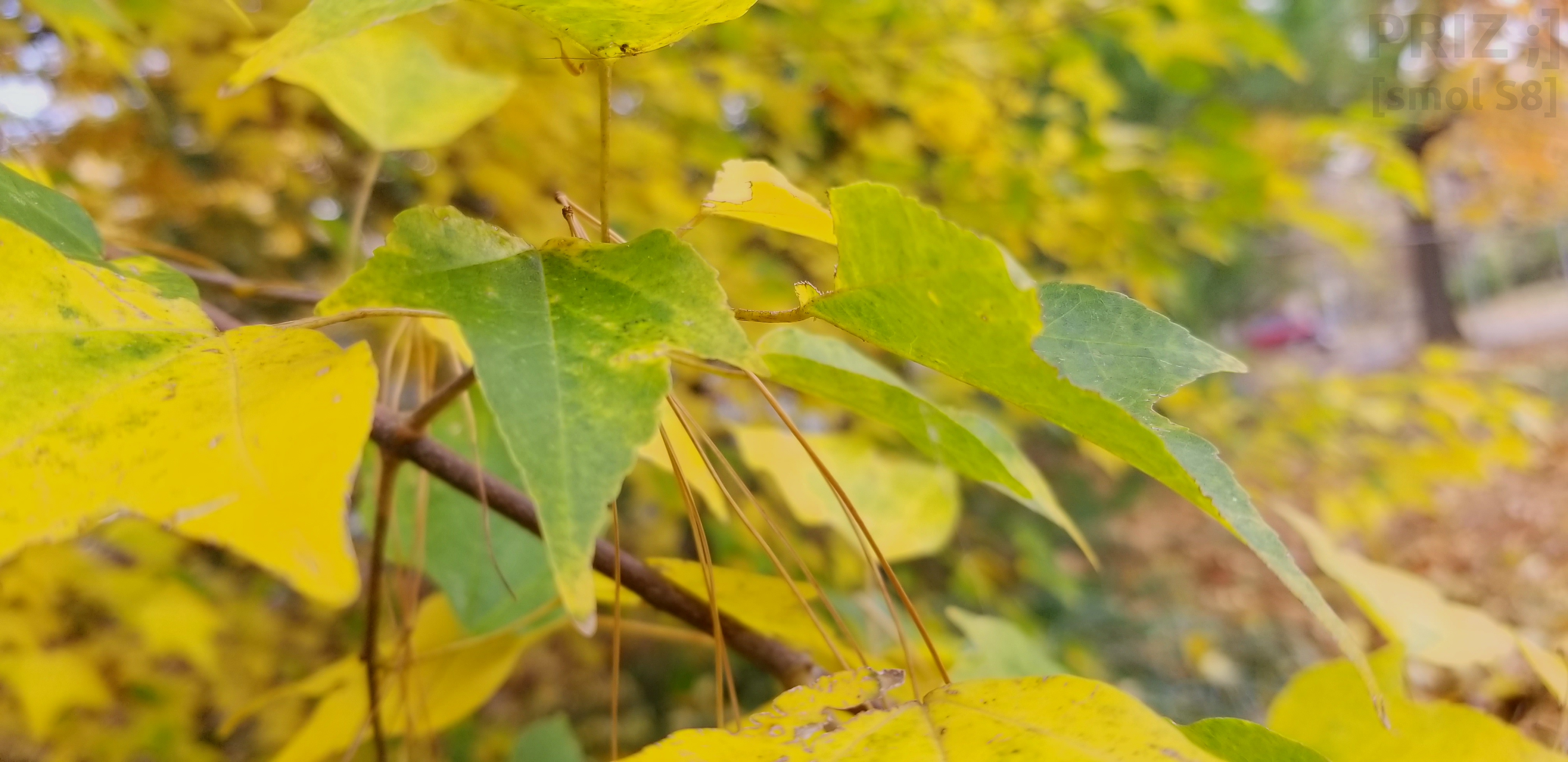 green-tripoint-leaves.webp green-tripoint-leaves.webp