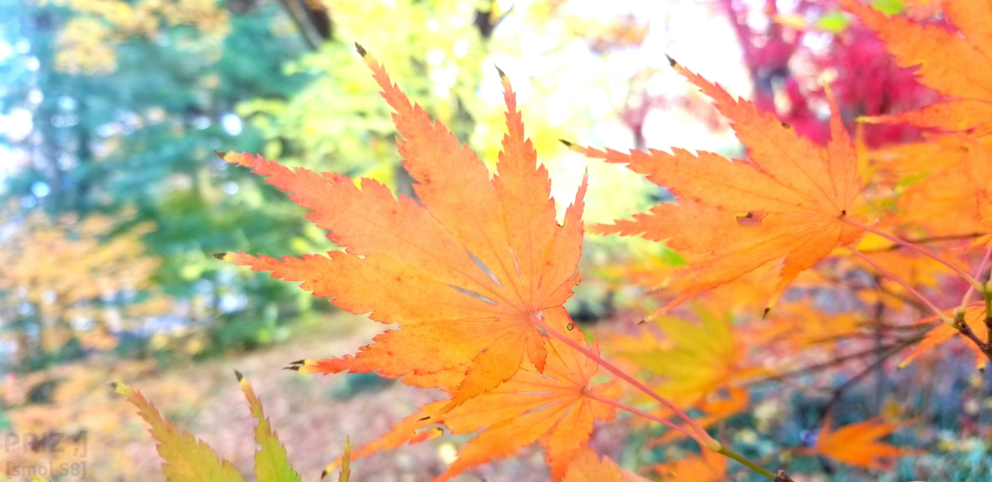 orange-leaf.webp orange-leaf.webp
