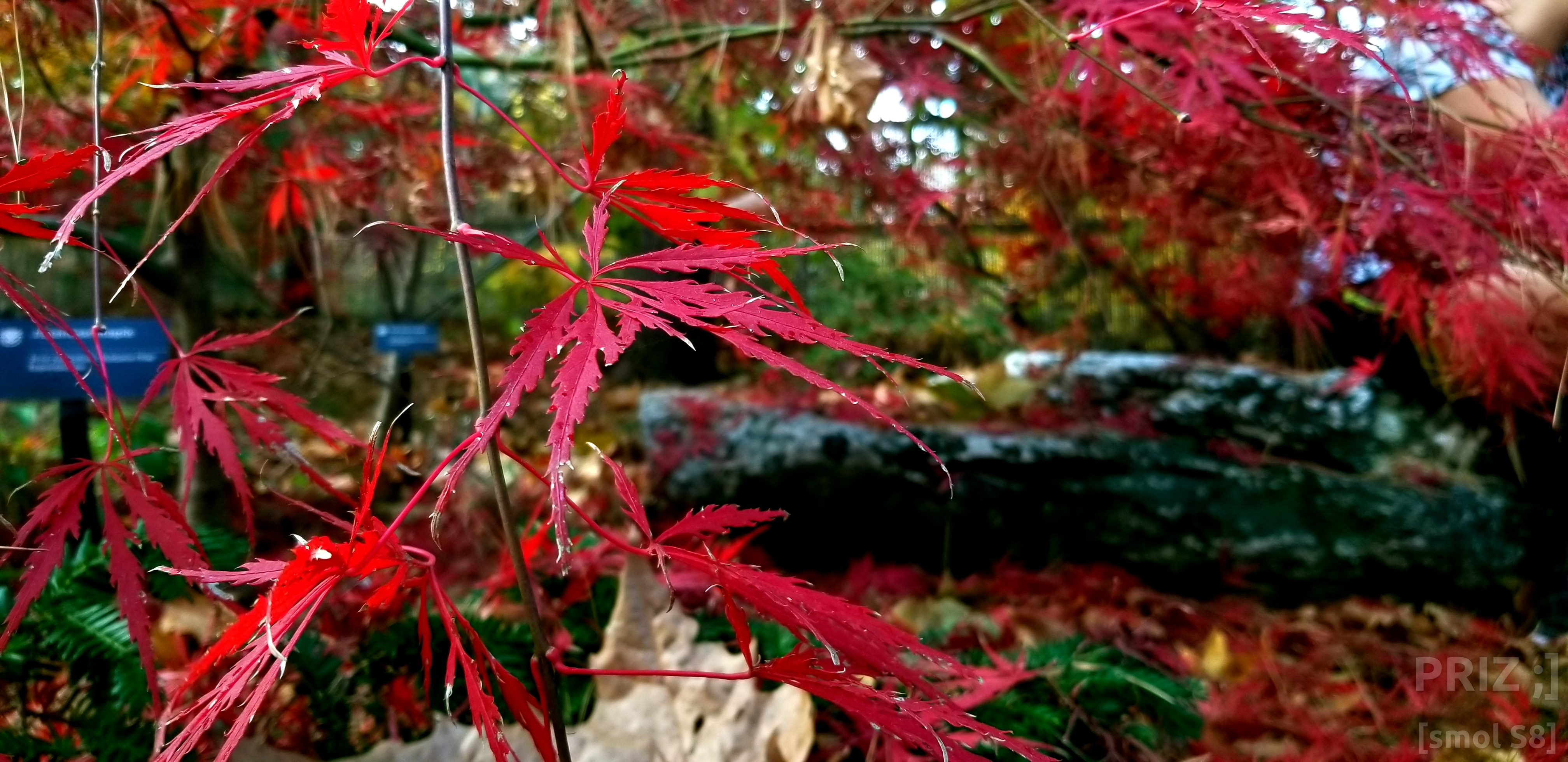 strange-pink-leaf.webp strange-pink-leaf.webp