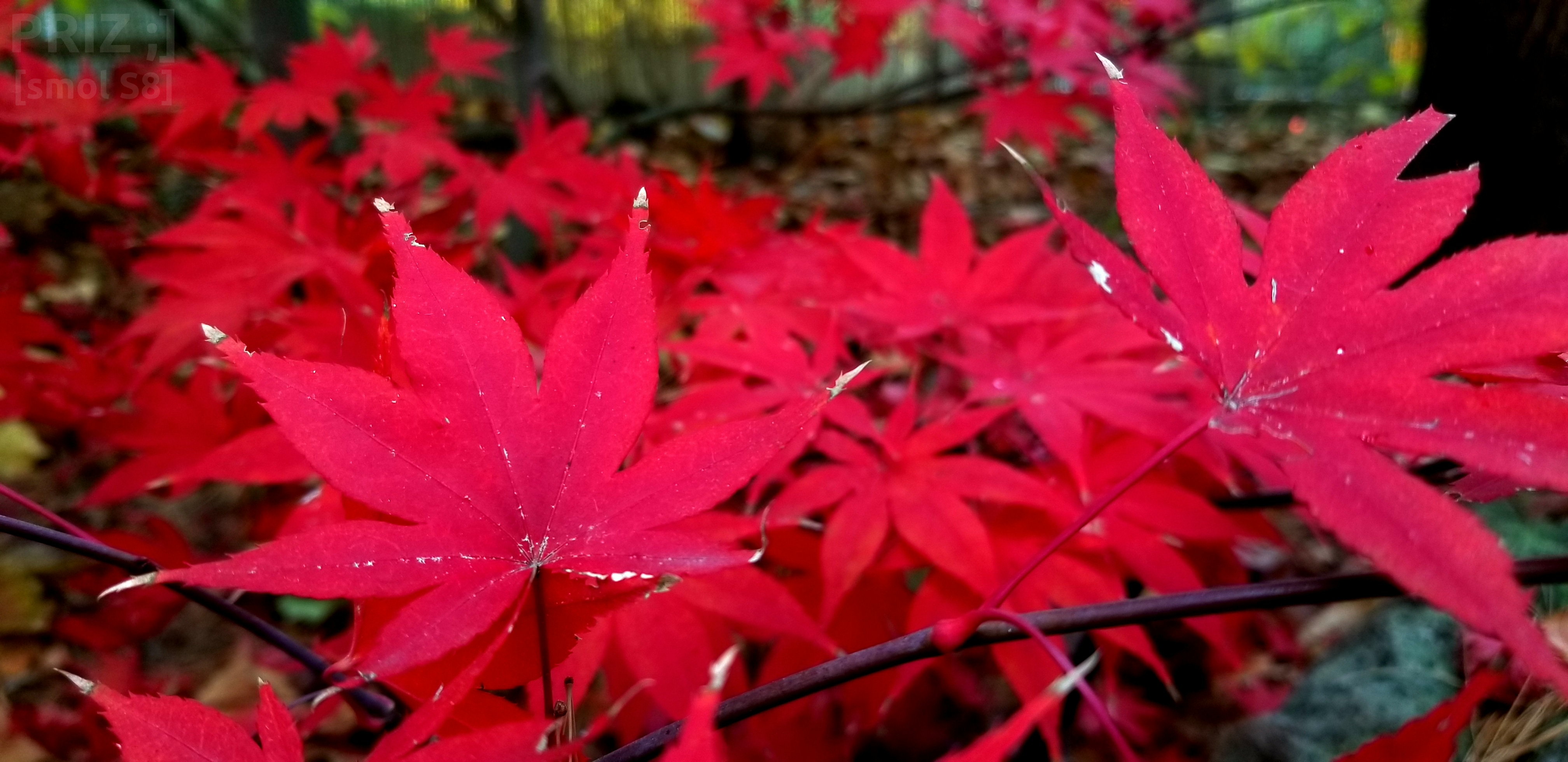 very-pink-leaves.webp very-pink-leaves.webp