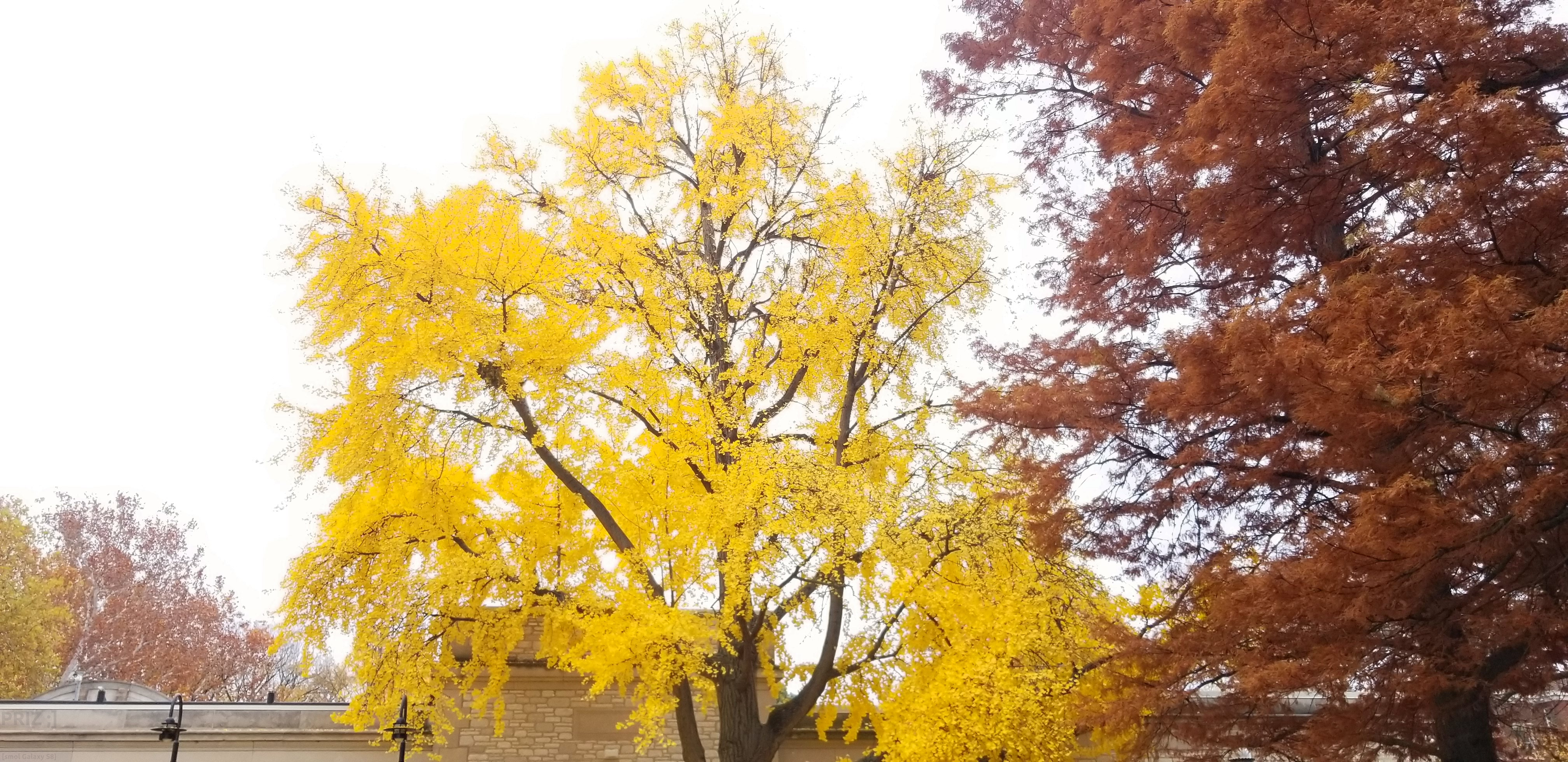 yellow-tree.webp yellow-tree.webp